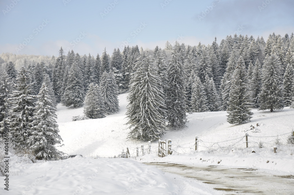 Obraz premium winter forest in the snow