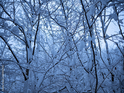 Snow covered branches on frosty winter day.