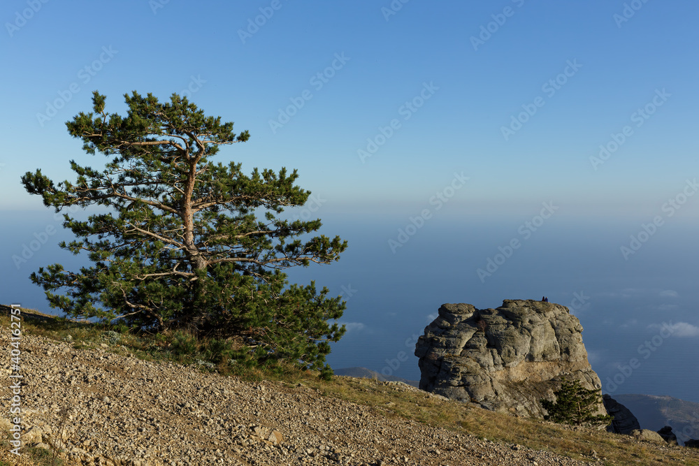 View from the mountain to the sea and blue sky. Pine on the background of the mountain.