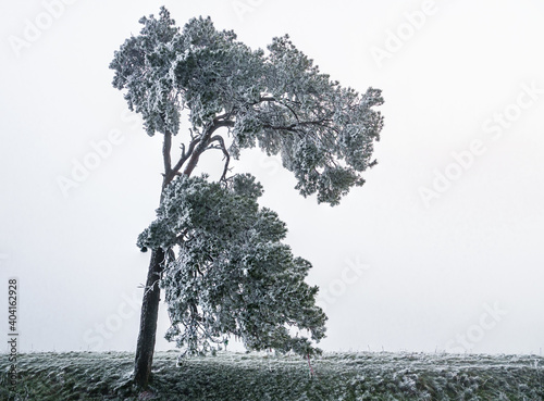 a lone scots pine covered in windswept frost against a deep mist background from the valley below  Pewsey Vale  Martinsell Hill  Wiltshire