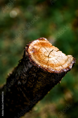 A stump with nice blurred texture in the background