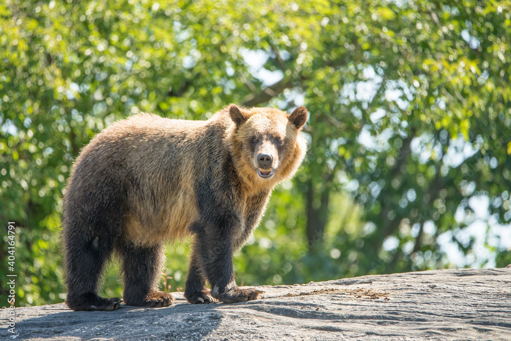 Fototapeta premium Large brown, grizzly bear standing on a rock with trees in the background.