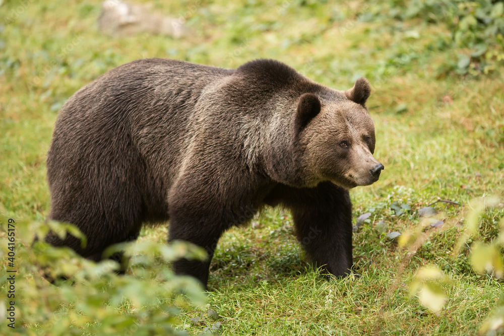 female big brown bear (Ursus arctos) posing in the clearing