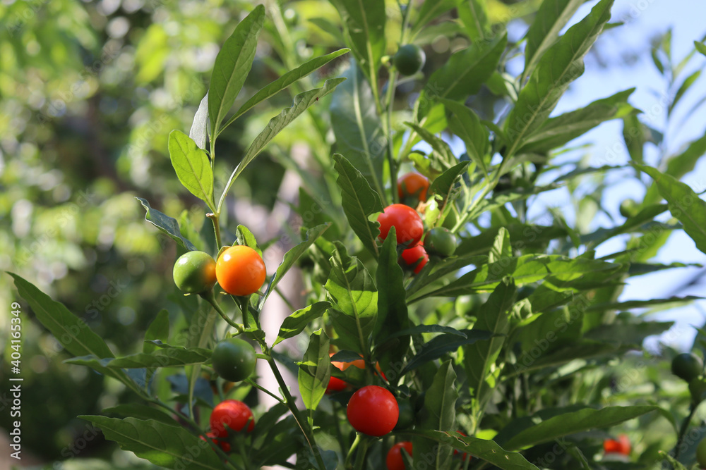 Solanum pseudocapsicum. It is a nightshade species with mildly poisonous fruit. It is commonly known as the Jerusalem cherry, Madeira winter cherry, or, ambiguously, 