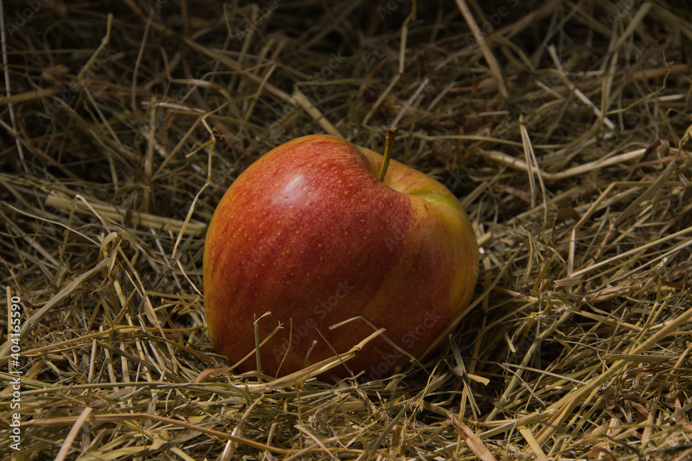 A close-up of a ripe red and yellow apple on a bed of natural hay.
