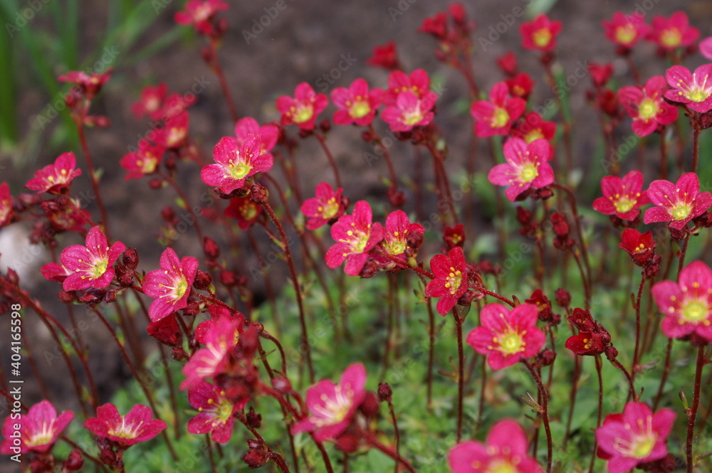 Pinke Gartenfreunde
