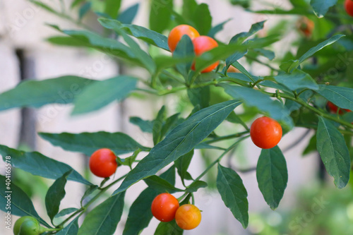 Solanum pseudocapsicum. It is a nightshade species with mildly poisonous fruit. It is commonly known as the Jerusalem cherry, Madeira winter cherry, or, ambiguously, "winter cherry". 