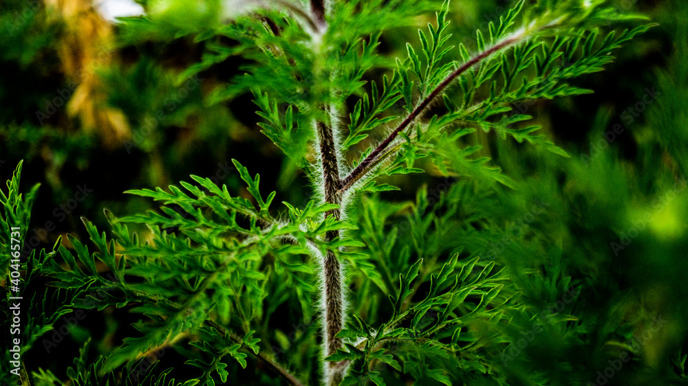 Fototapeta premium трава