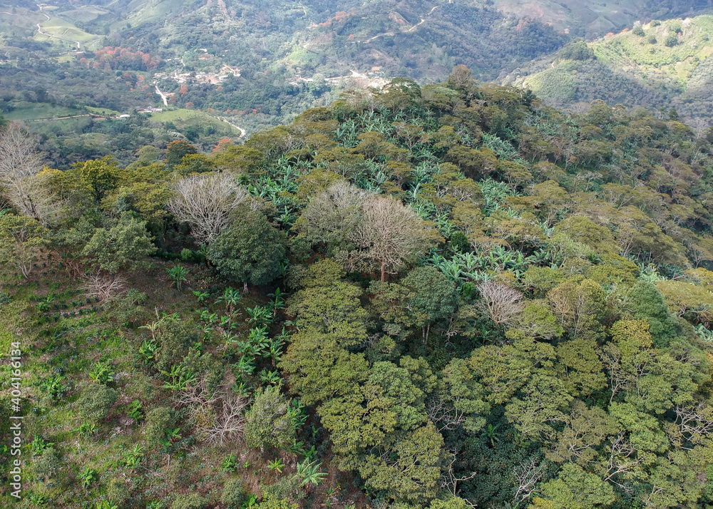Aerial view of a coffee farm grown under shadow Aerial view of a coffee farm grown under shadow