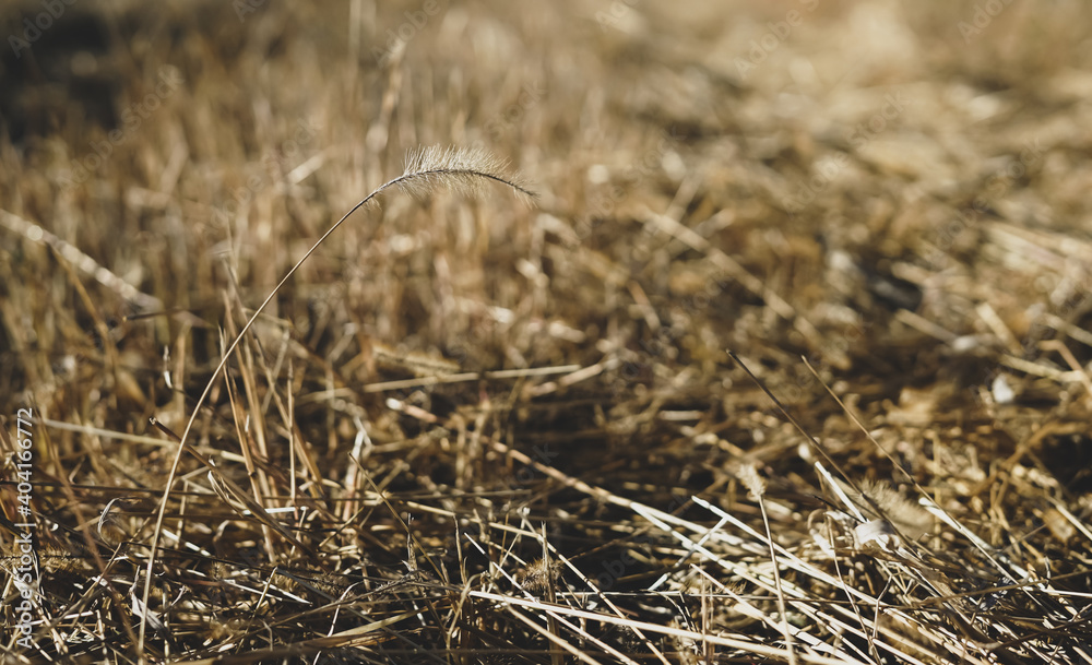 Fototapeta premium Dry golden spikelets of grass on the ground, sunny day