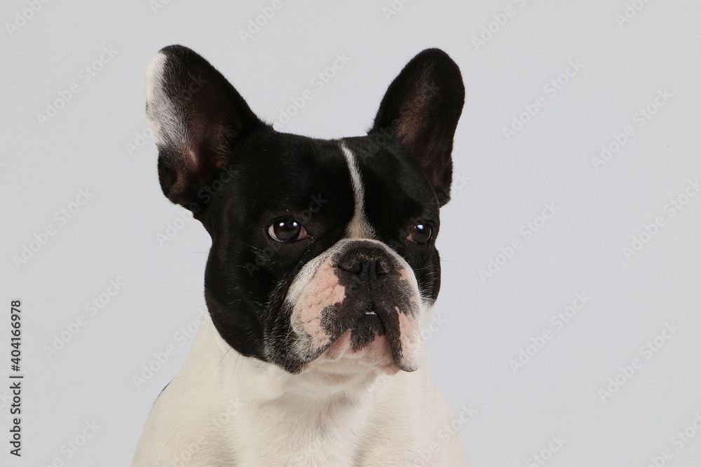 close up head portrait of a black and wite french bulldog in front of a white backgrund close up head portrait of a black and wite french bulldog in front of a white backgrund