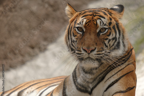 Tableau sur toile Frontal de tigre recostado sobre su propio cuerpo con la vista al frente