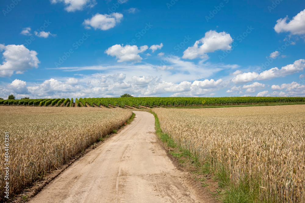 Weg zwischen Getreide-und Weinfeldern