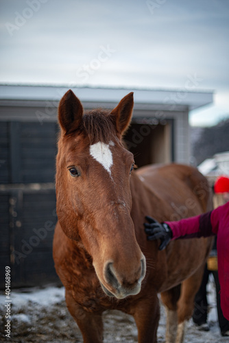 Chestnut draft horse being pet by human 