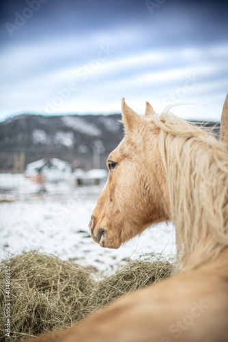 Palomino quarter horse outside in winter