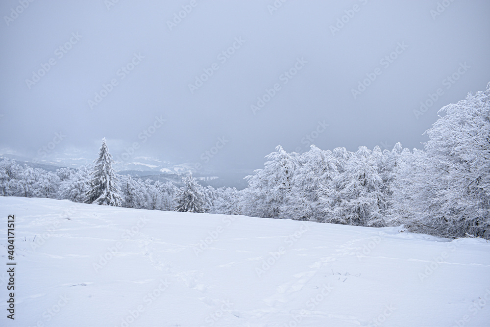 snow covered trees in the forestm winter landscape, winter mountains