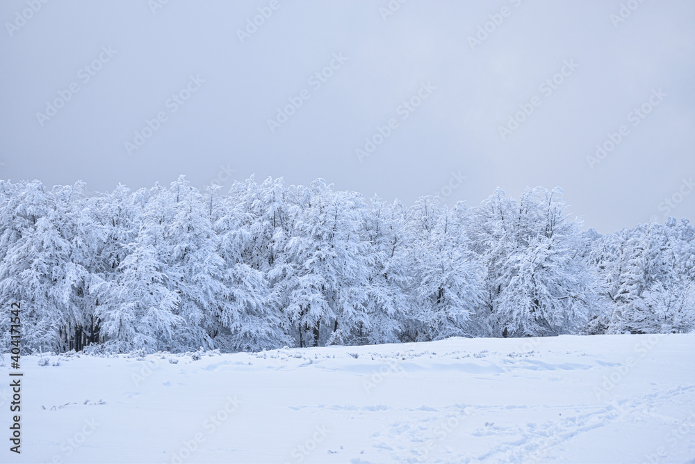 snow covered trees in the forestm winter landscape, winter mountains snow covered trees in the forestm winter landscape, winter mountains
