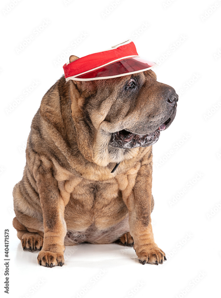 Old Shar-Pei (12 years old) with red cap