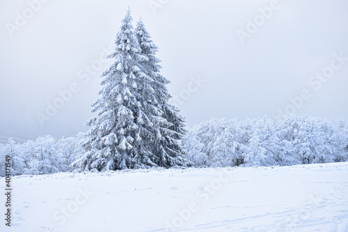 snow covered pine tree, snow covered trees in the forestm winter landscape, winter mountains