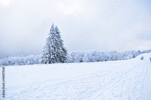 snow covered trees in the forestm winter landscape, winter mountains © Daniel