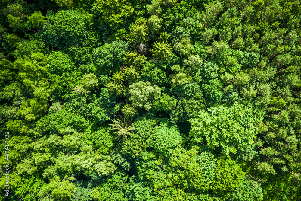 Naklejka premium Top down view of trees in Poland