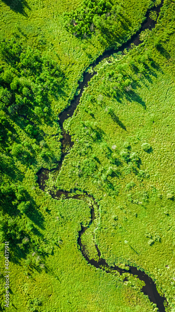 Obraz premium Top down view of river and green swamps in summer