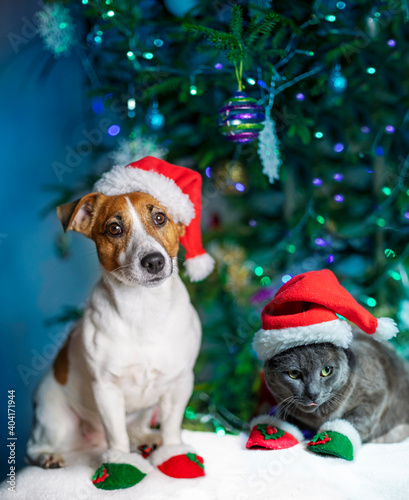 cute jack russell terrier and a gray cat are sitting under a christmas tree on a dark blue background with lights, © Nataliia Makarovska
