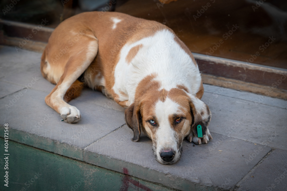 Different colored eyes dog lies on the ground. Different colored eyes dog lies on the ground.