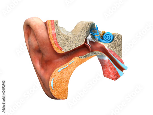 human ear anatomy on white background. 3d render photo