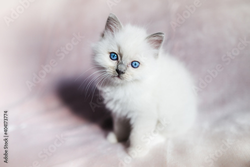 Young and beautiful small ragdoll kitten with blue eyes on a blanket 