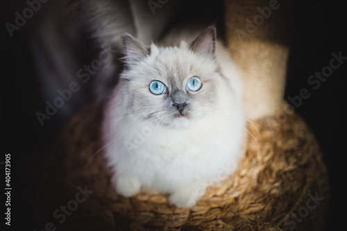 Young and beautiful small ragdoll kitten with blue eyes on scratching post
