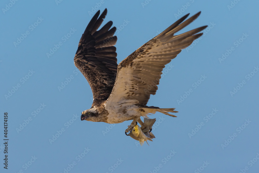 Obraz premium Osprey with luderick flying