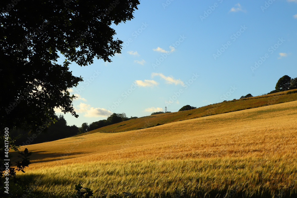 Corn fields within Restormel Manor grounds