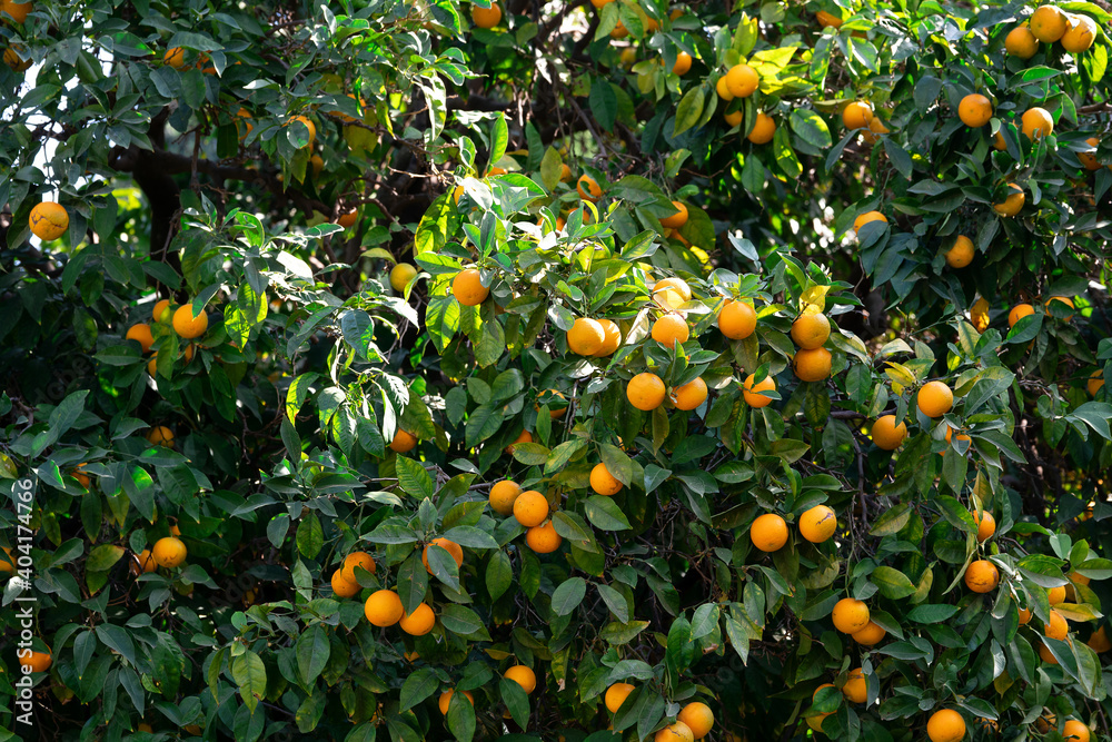 Background with ripe oranges hanging on the orange tree branches with green leaves Background with ripe oranges hanging on the orange tree branches with green leaves