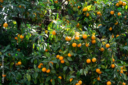 Background with ripe oranges hanging on the orange tree branches with green leaves