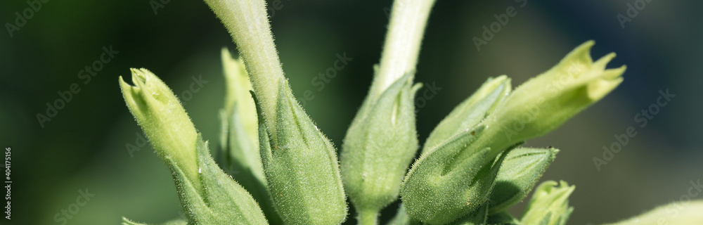 Tobacco big leaf crops growing in tobacco plantation field. Many delicate pink flowers of nicotina plant. Tobacco big leaf crops growing in tobacco plantation field. Many delicate pink flowers of nicotina plant.