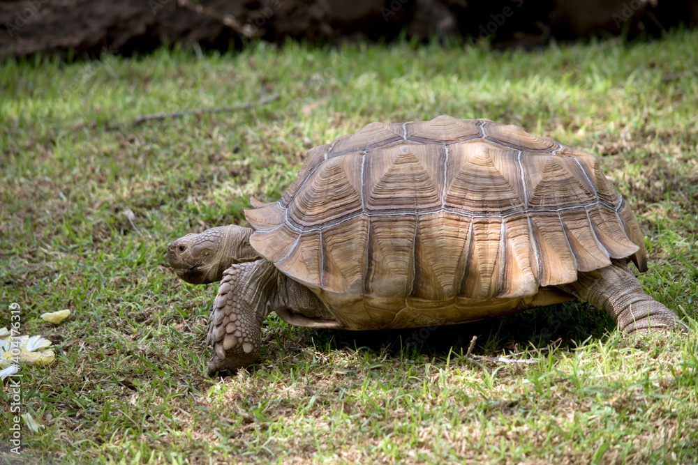 this is a side view of a giant tortoise this is a side view of a giant tortoise