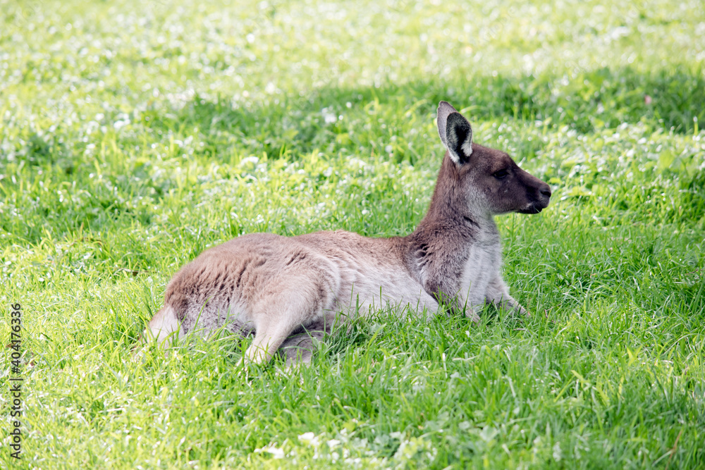 the young western grey kangaroo is resting on the grass