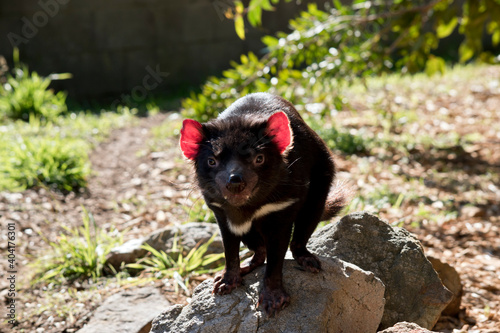 the Tasmanian devil is a black and white marsupial with sharp teeth and pink ears © susan flashman