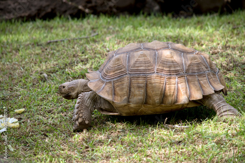 this is a side view of a giant tortoise