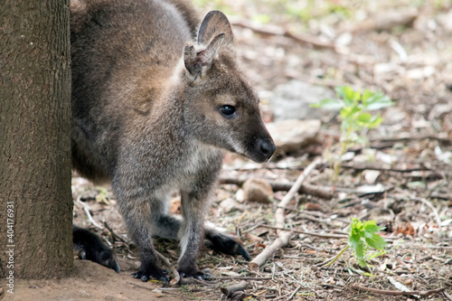 the red necked wallaby is hiding behind a tree stump