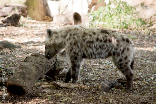 Obraz na płótnie this is a side view of a spotted hyena eating