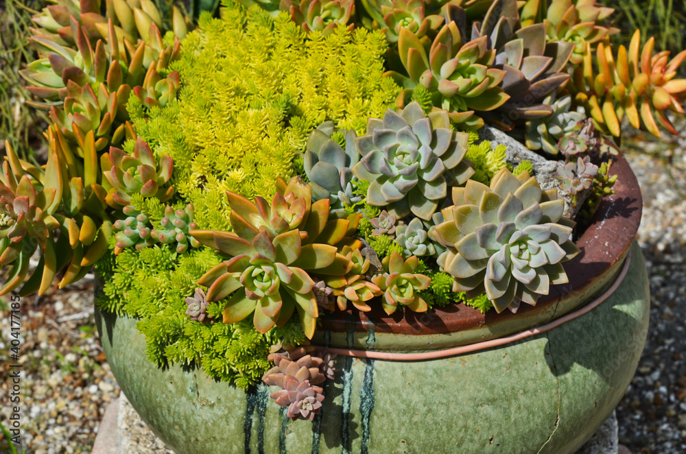 Fototapeta premium Succulent Flower Pot Macro