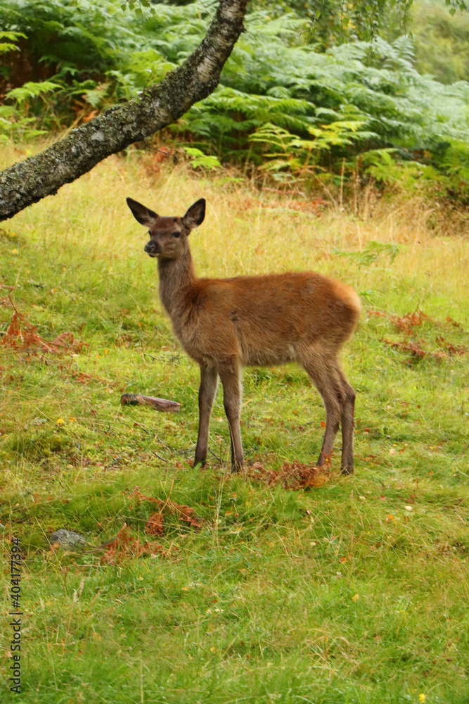 Deer around Eagle Brae in Scotland Deer around Eagle Brae in Scotland