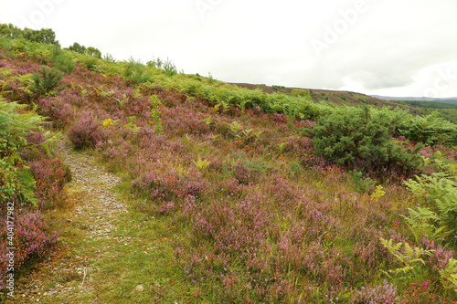 Heather in the glens of Scotland 