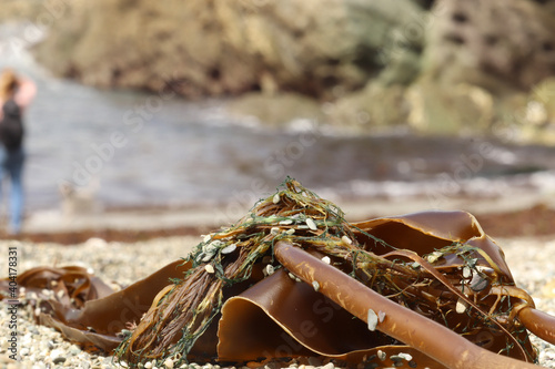 Seaweed washed up on the south Cornwall beach photo