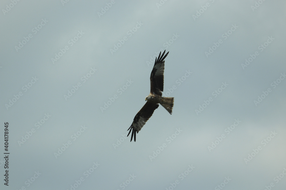 Fototapeta premium Hawk circling carrion looking for lunch