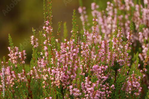 Heather in the glens of Scotland 