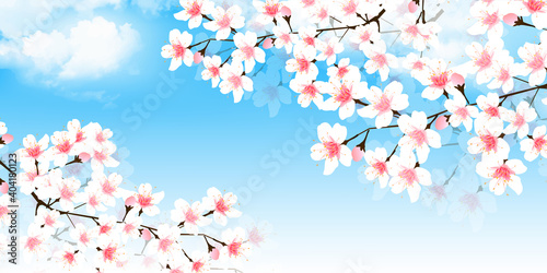 桜 風景 春 背景 © J BOY