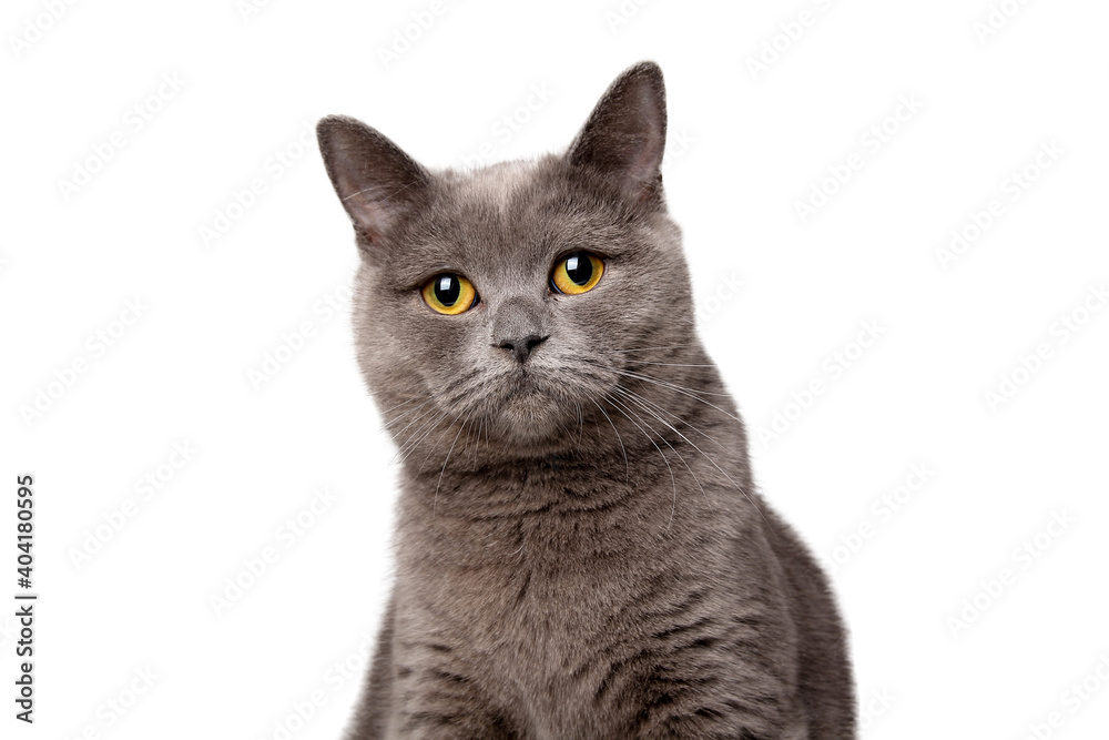 Beautiful cat in front of a white background